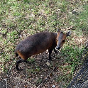 Africa-Red-flanked Duiker