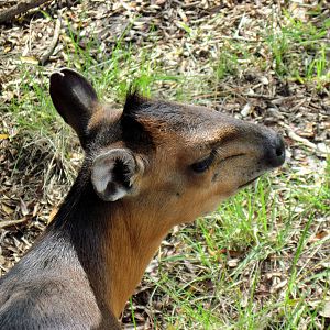 Africa-Red-flanked Duiker