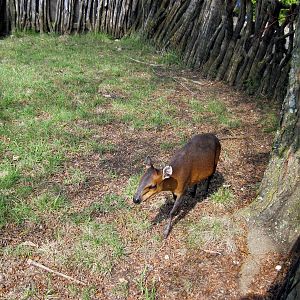 Africa-Red-flanked Duiker
