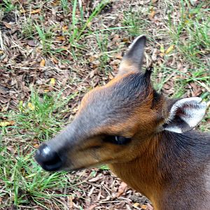 Africa-Red-flanked Duiker