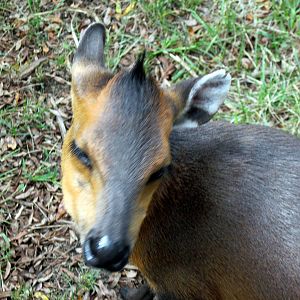 Africa-Red-flanked Duiker