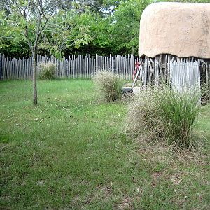 Africa-Red-flanked Duiker Exhibit