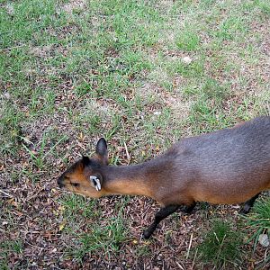 Africa-Red-flanked Duiker