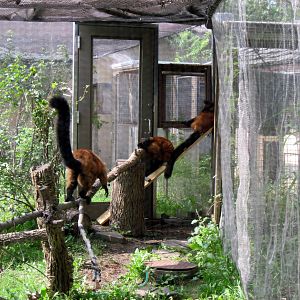 Africa-Red-ruffed Lemurs