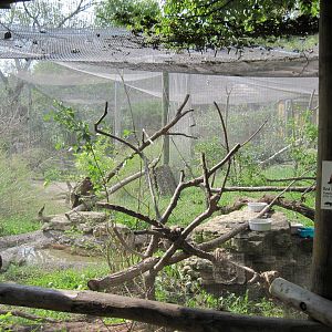 Africa-Red-ruffed Lemur Exhibit