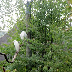 Africa-Cattle Egrets