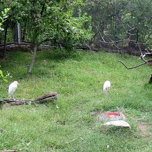 Africa-Cattle Egrets