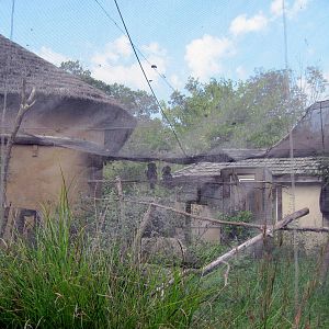 Africa-Silvery-cheeked Hornbill Exhibit