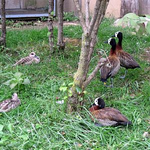 Africa-White-faced Whistling Ducks
