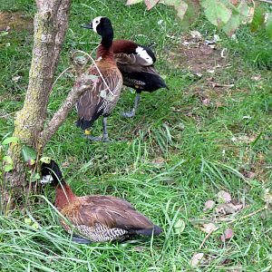Africa-White-faced Whistling Ducks