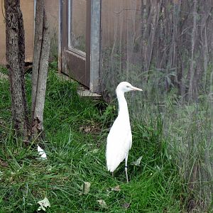 Africa-Cattle Egret