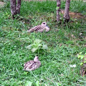 Africa-Marbled Ducks