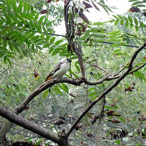 Africa-White-headed Buffalo Weaver