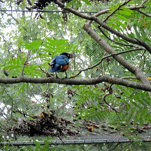 Africa-Superb Starling