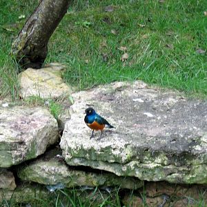 Africa-Superb Starling