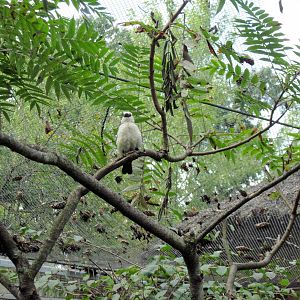 Africa-White-headed Buffalo Weaver