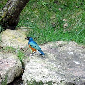 Africa-Superb Starling
