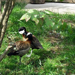 Africa-White-faced Whistling Ducks