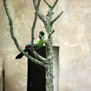 Africa-White-cheeked Turaco