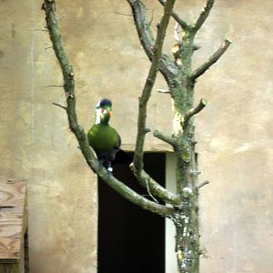 Africa-White-cheeked Turaco