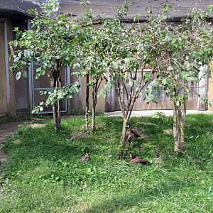 Africa-Scrubland Aviary