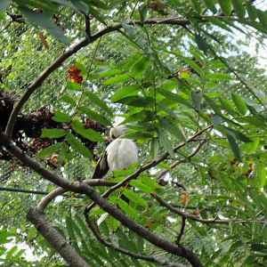 Africa-White-headed Buffalo Weaver