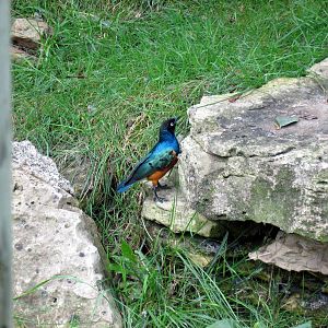 Africa-Superb Starling
