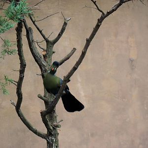 Africa-White-cheeked Turaco