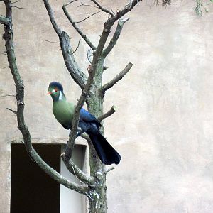 Africa-White-cheeked Turaco