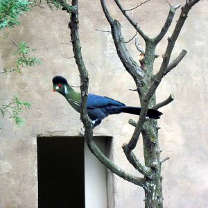 Africa-White-cheeked Turaco