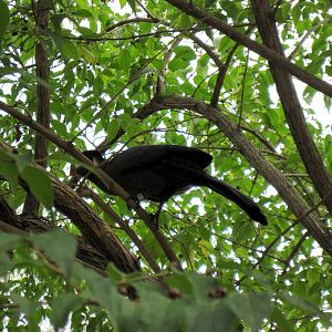 Africa-White-cheeked Turaco