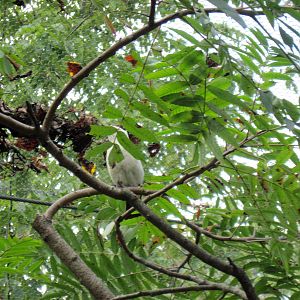 Africa-White-cheeked Turaco