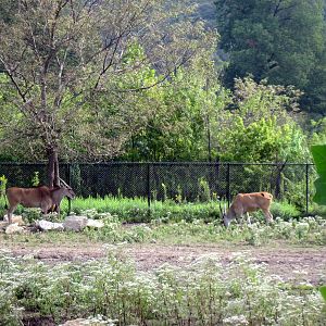 Africa-Common Elands