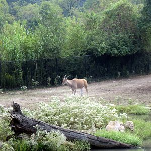 Africa-Common Eland