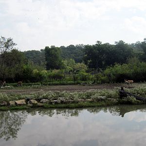 Africa-Common Elands