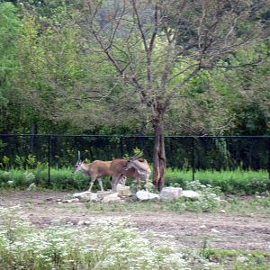 Africa-Common Elands