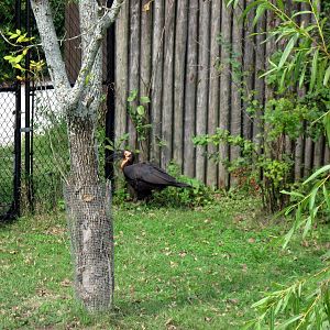 Africa-Southern Ground Hornbill