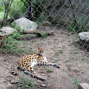 Africa-Serval