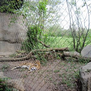 Africa-Serval Exhibit