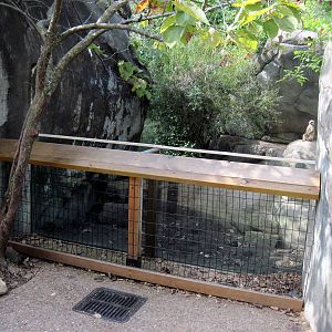 Africa-Meerkat Exhibit