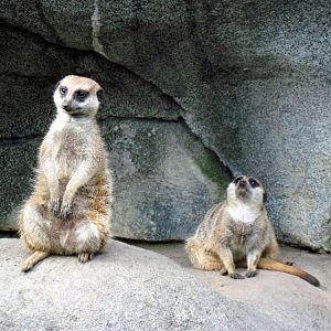 Africa-Meerkat