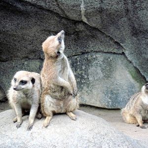 Africa-Meerkats