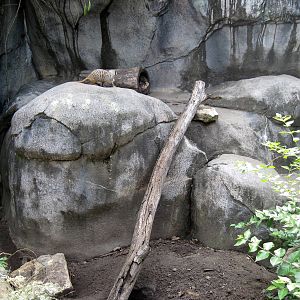 Africa-Meerkat Exhibit