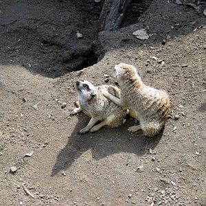 Africa-Meerkats