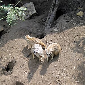 Africa-Meerkats