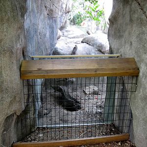 Africa-Meerkat Exhibit