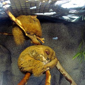 Africa-Greater Galago