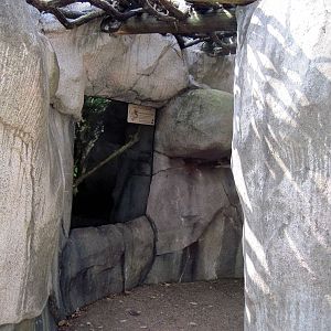 Africa-Greater Galago Exhibit