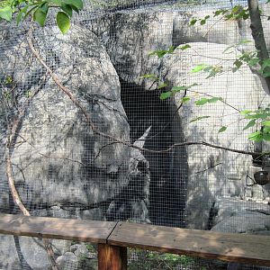 Africa-Maked Lovebird/Rock Hyrax Exhibit