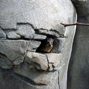 Africa-Rock Hyrax